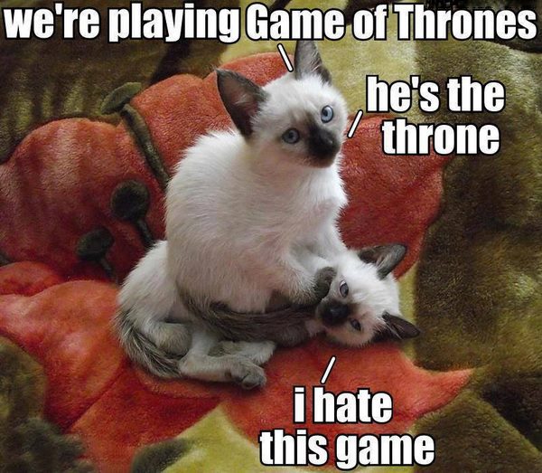 cat-humor-funny-playing-game-of-thrones-