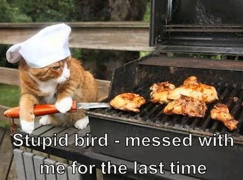 cat-humor-funny-stupid-bird-bbq-barbecue