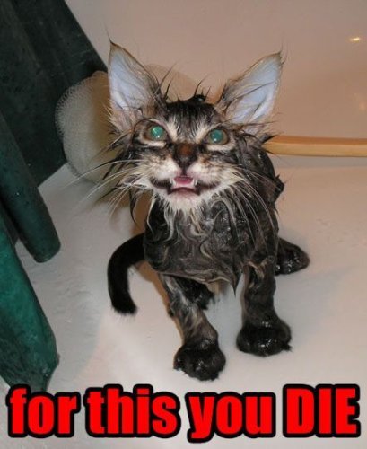 Cat-humor-funny-angry-cat-5.jpg