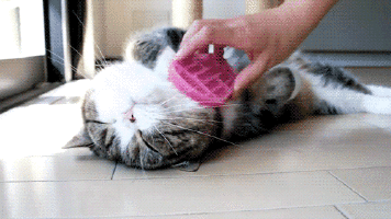 http://cathumor.net/wp-content/uploads/2014/01/cat-humor-funny-cats-gif-1.gif