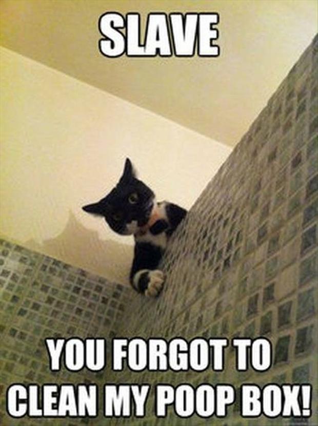 cat-humor-slave-you-forgot-to-clean-my-poop-box.jpg
