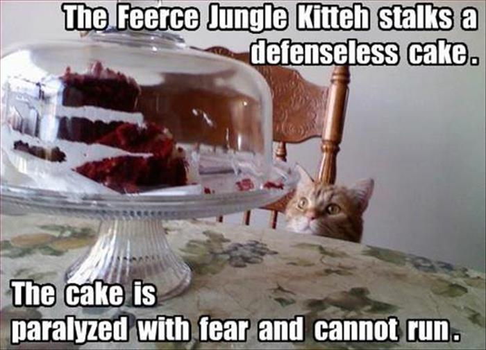 cat-humor-feerce-jungle-kitteh.jpg