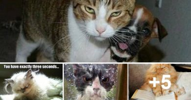 Angry cat - Cat Humor