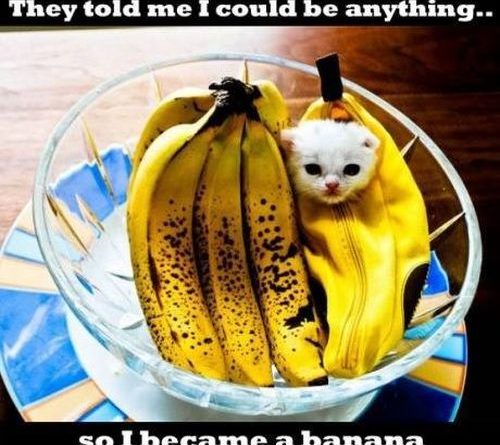 Banana cat - Cat humor