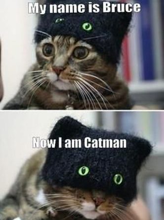 Catman - Cat humor