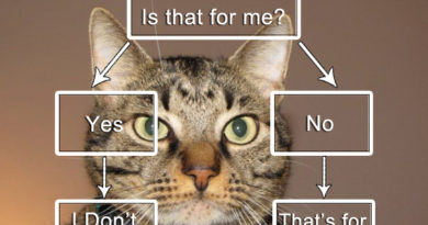 Cat's Decision Making Tree - Cat humor