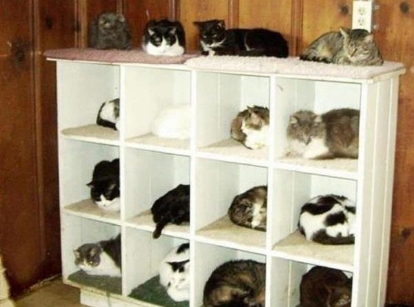 Cat Organizer - Cat humor