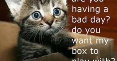 Are You Having A Bad Day? - Cat humor