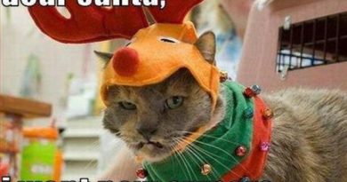 Dear santa - Cat humor
