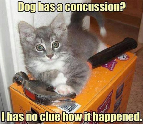 Dog Has a Concussion? - Cat humor