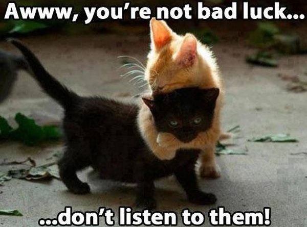 Don't Listen To Them - Cat humor