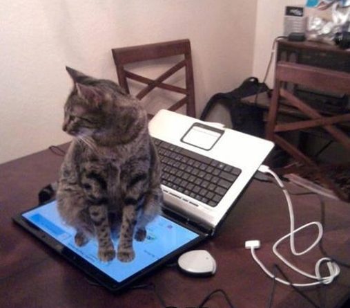Dont sit on keyboard - Cat humor