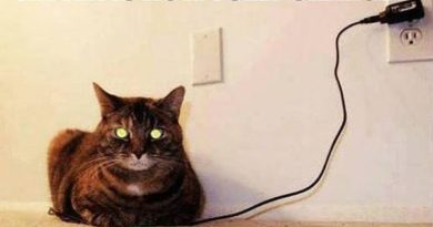 Fully Charged Kitten - Cat humor