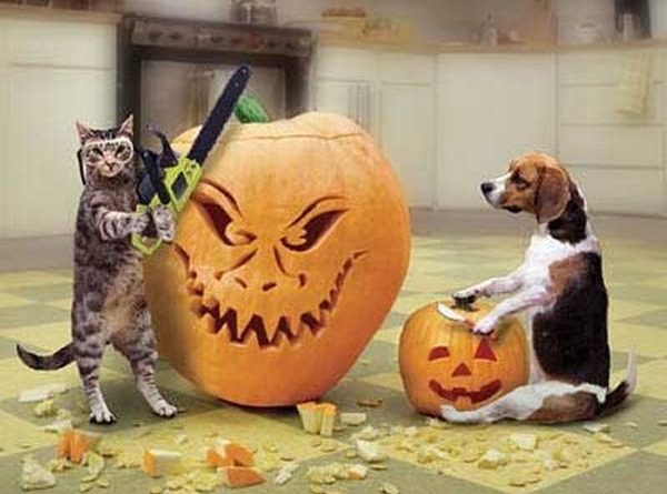 Getting ready for Halloween - Cat humor