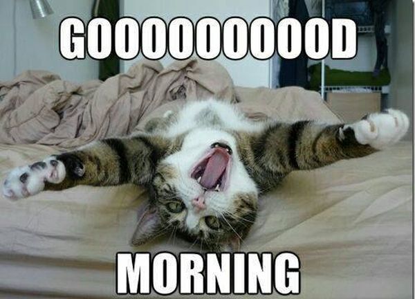Good morning - Cat humor