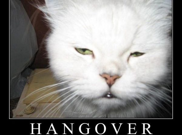 Hangover cats - Cat humor