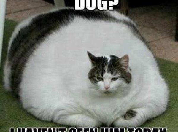 Dog? I Haven't Seen Him Today - Cat humor