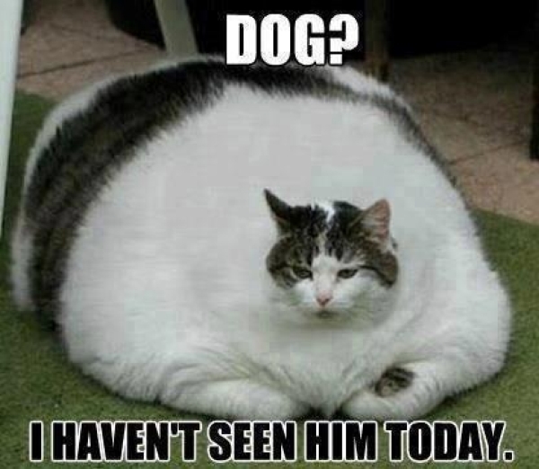 Dog? I Haven't Seen Him Today - Cat humor
