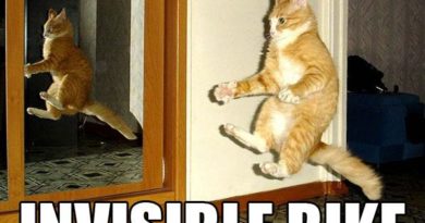 Invisible Bike - Cat humor