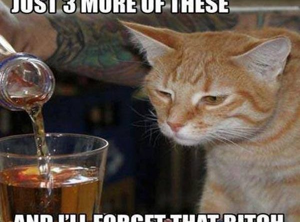 Just 3 More Of These - Cat humor