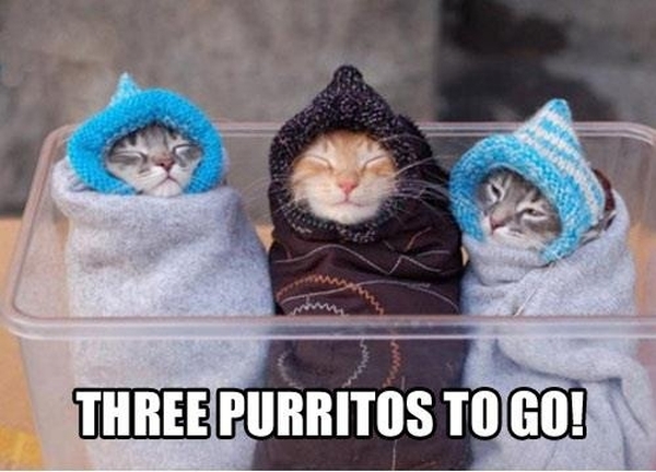 Three Purritos - Cat humor