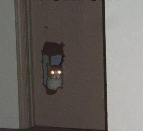 Laser Cat - Cat humor