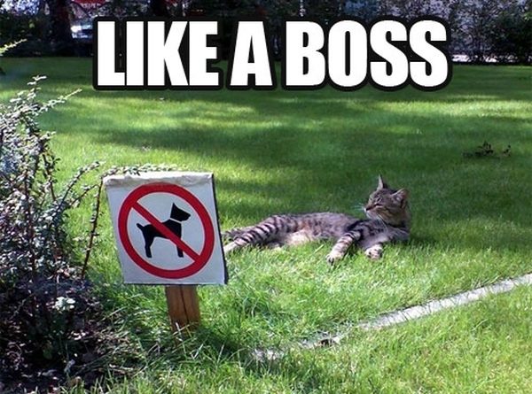 Like a Boss - Cat humor