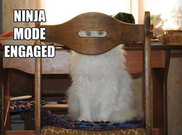Ninja Mode Engaged - Cat humor