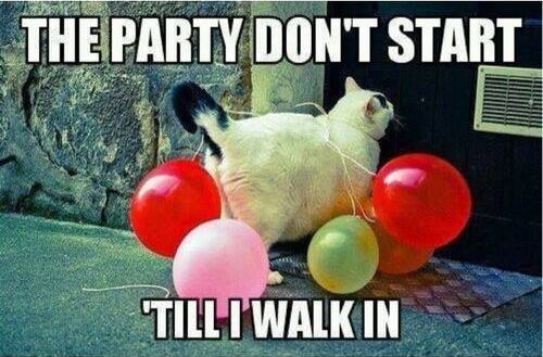Party Cat - Cat humor