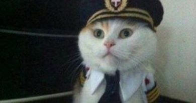 Dear Passengers - Cat humor