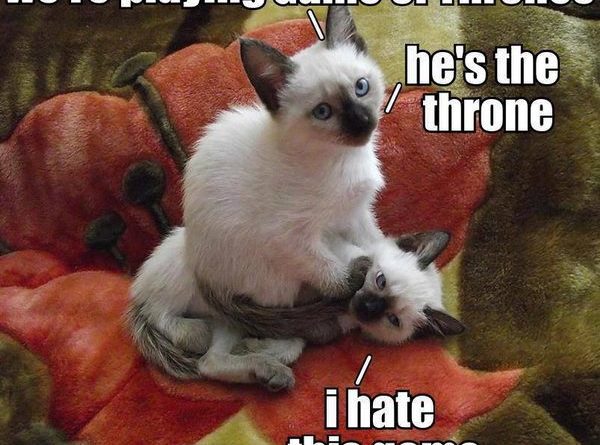 We're Playing Game Of Thrones - Cat humor