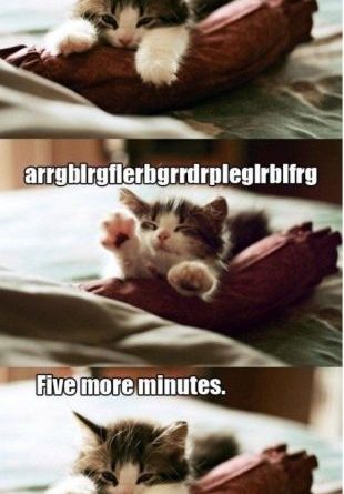 Time To Wake Up - Cat humor