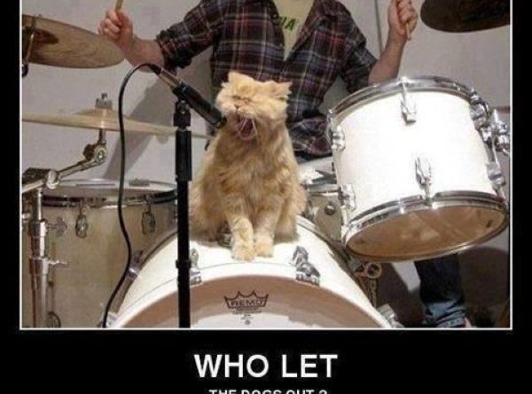 Who Let The Dogs Out - Cat humor