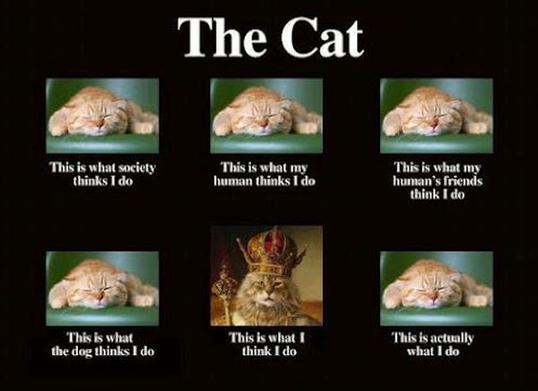 The Cat - Cat humor