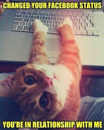 I Changed Your Facebook Status - Cat humor