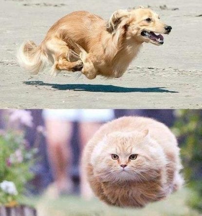 Gravity lesson - Cat humor