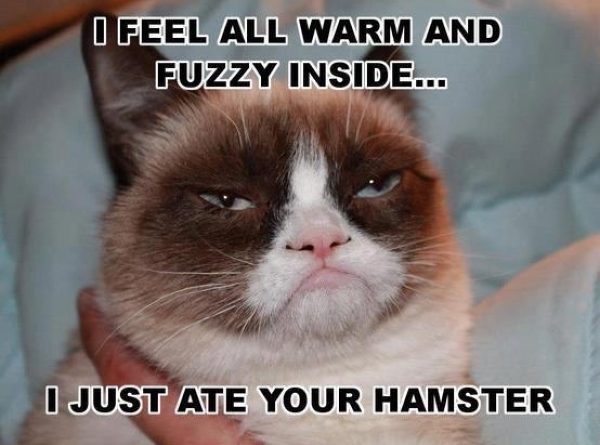 I Feel Warm and Fuzzy Inside - Cat humor