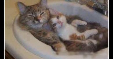 Do You Like My Jacuzzi - Cat humor