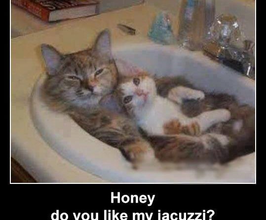 Do You Like My Jacuzzi - Cat humor