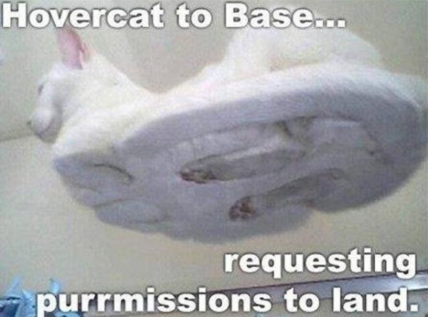 Hovercat To Base - Cat humor