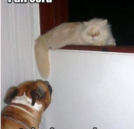 How It Started - Cat humor