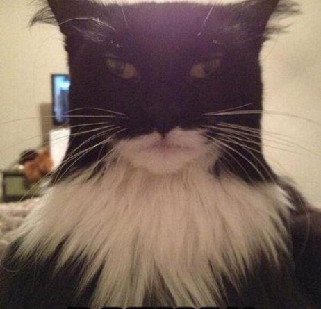 I am batman - Cat humor