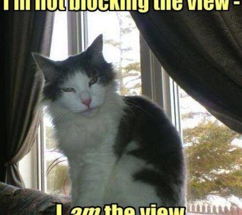 I am The View - Cat humor