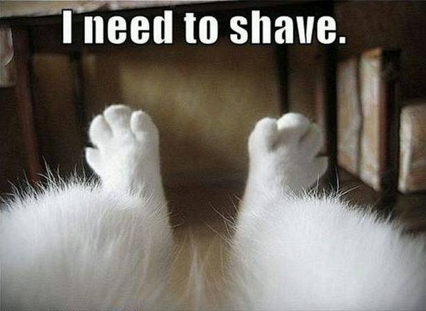 I need to shave - Cat humor