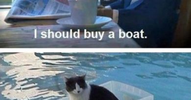 I Should Buy a Boath - Cat humor