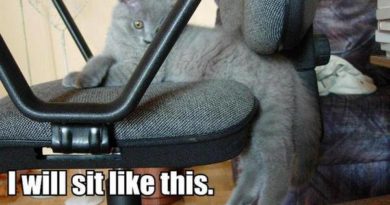 I will sit like this - Cat humor