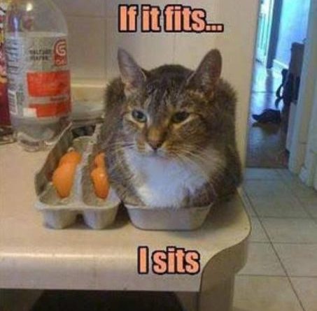 If it fits... - Cat humor