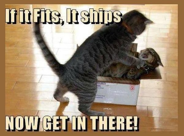If it fits, it ships - Cat humor