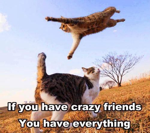 If You Have Crazy Friends - Cat humor