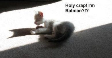 That Awkward Moment - Cat humor